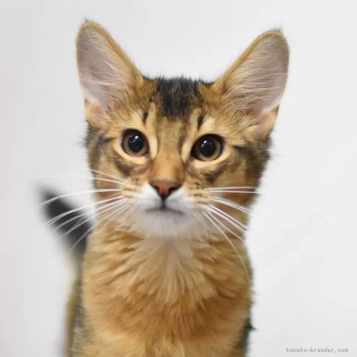 ID：2512-00195の子猫