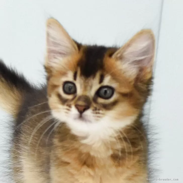 ソマリ【大阪府・女の子・2025年9月4日・ルディ】の写真1