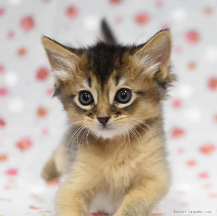 ID：2507-00060の子猫