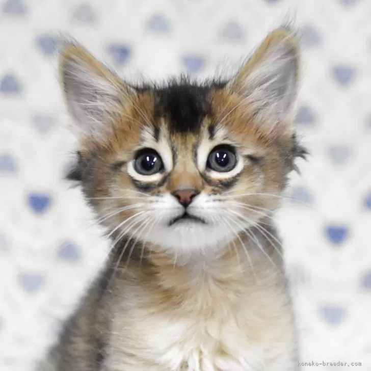 ソマリ【大阪府・女の子・2025年10月9日・ルディ】の写真1