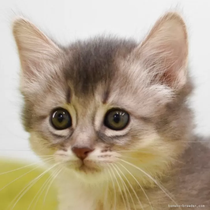 ID：2603-00103の子猫