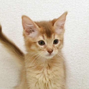 ソマリ【大阪府・女の子・2025年8月20日・レッド（ロング）】の写真「とても元気に成長中」