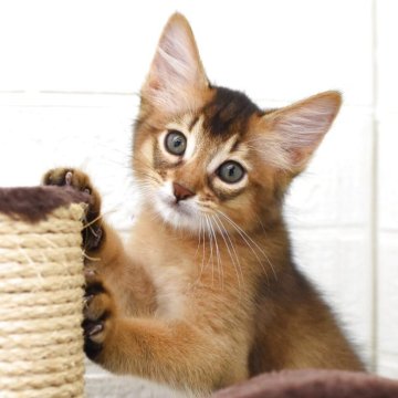 ソマリ【大阪府・男の子・2025年8月1日・ルディ(ロング)】の写真「お部屋を駆け回る元気な男の子です。」