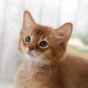 ソマリ【大阪府・男の子・2025年7月28日・レッド(ロング)】の写真「遊ぶのが大好きな子です。 おもちゃ大好き。」