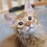 ソマリ