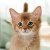 ソマリ