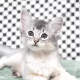 ソマリ