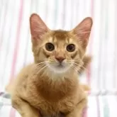 ソマリ