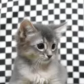ソマリ