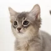 ソマリ