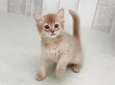 ソマリ【大阪府・女の子・2026年7月4日・クリーム系】の写真3