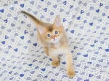 ソマリ【大阪府・男の子・2025年10月9日・レッド】の写真4