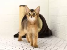 ソマリ【大阪府・男の子・2025年8月1日・ルディ】の写真4