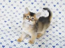 ソマリ【大阪府・男の子・2025年10月9日・ルディ】の写真5