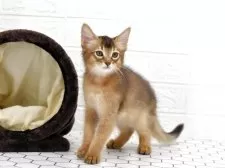 ソマリ【大阪府・男の子・2025年8月1日・ルディ】の写真5