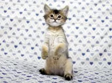 ソマリ【大阪府・女の子・2025年10月9日・ルディ】の写真9