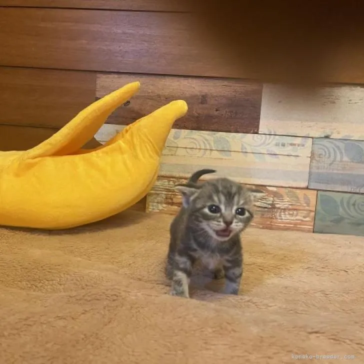 ID：2302-00843の子猫