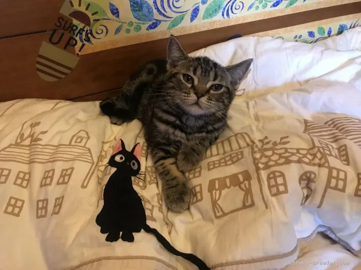 ID:1911-00594の子猫