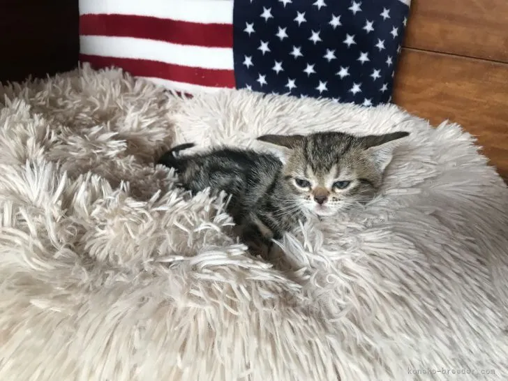 ID：2105-00141の子猫