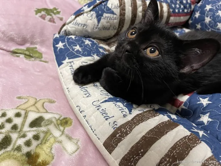 ID：2205-00953の子猫