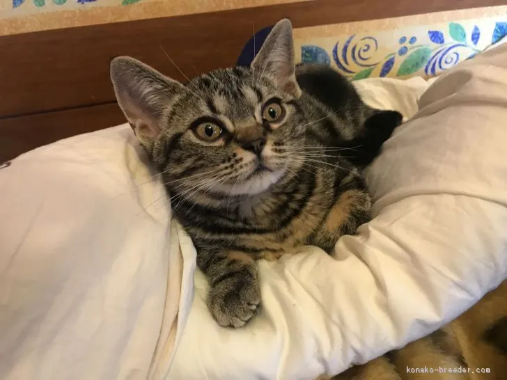 ID：1911-00603の子猫