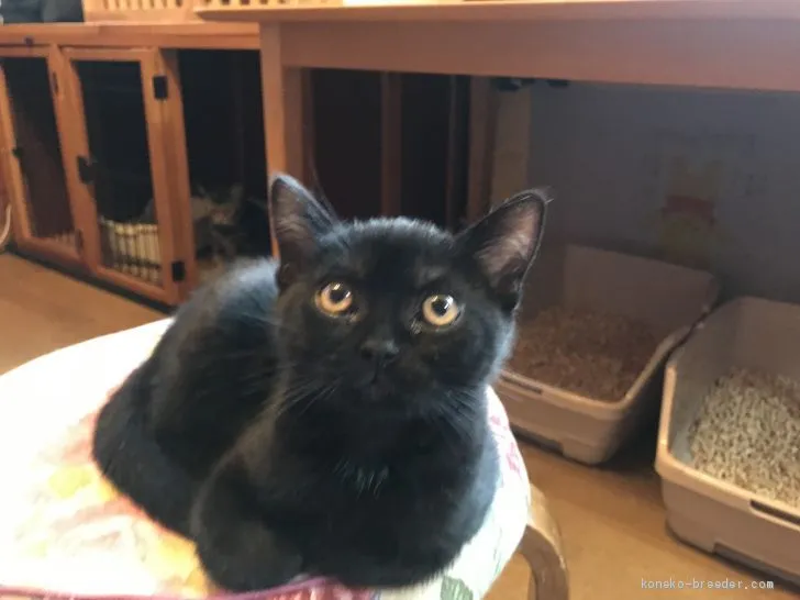 ID：2003-00388の子猫