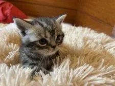 アメリカンショートヘア【大阪府・男の子・2021年10月30日・シルバータビー】の写真1「こんにちわ！」