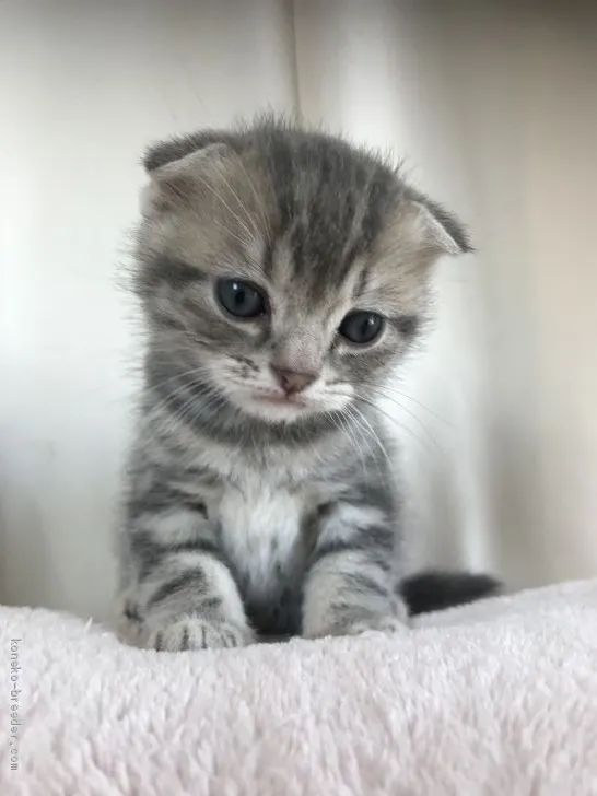 ID：2004-01962の子猫