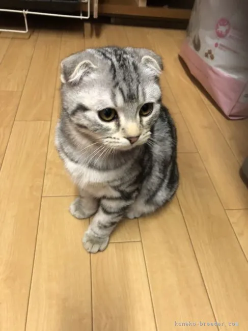 ID：1811-00982の子猫