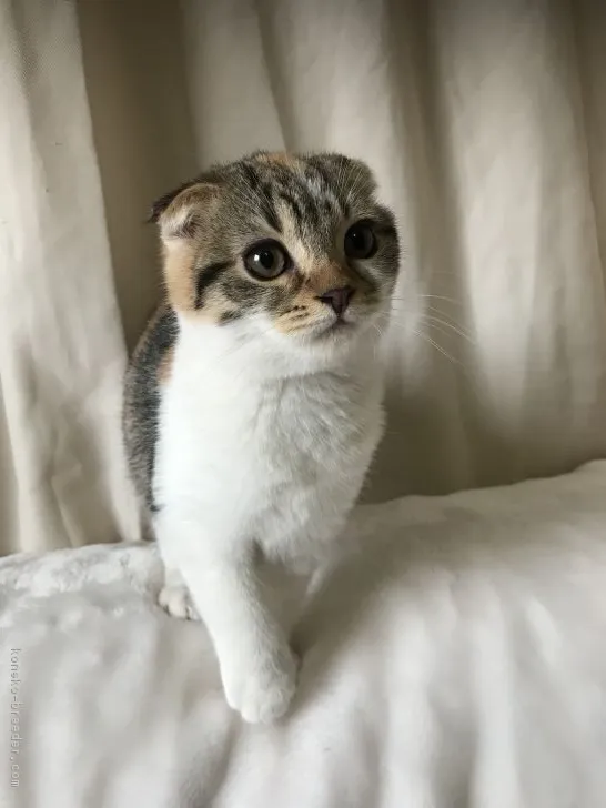 ID：1811-00981の子猫