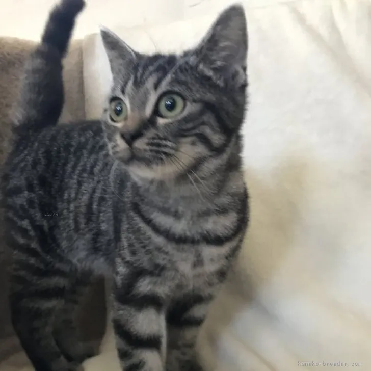 ID:2307-00650の子猫