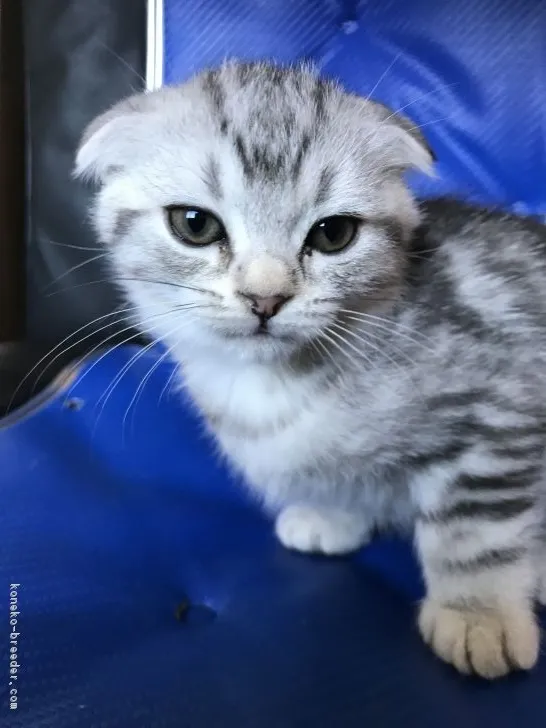 ID:1811-01294の子猫