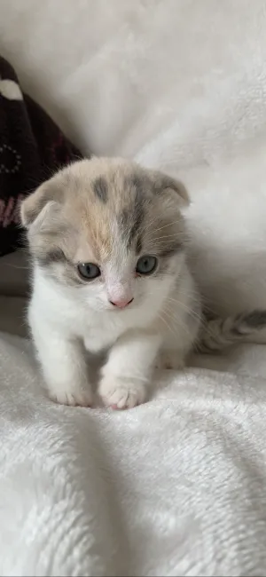 ID：1904-00815の子猫