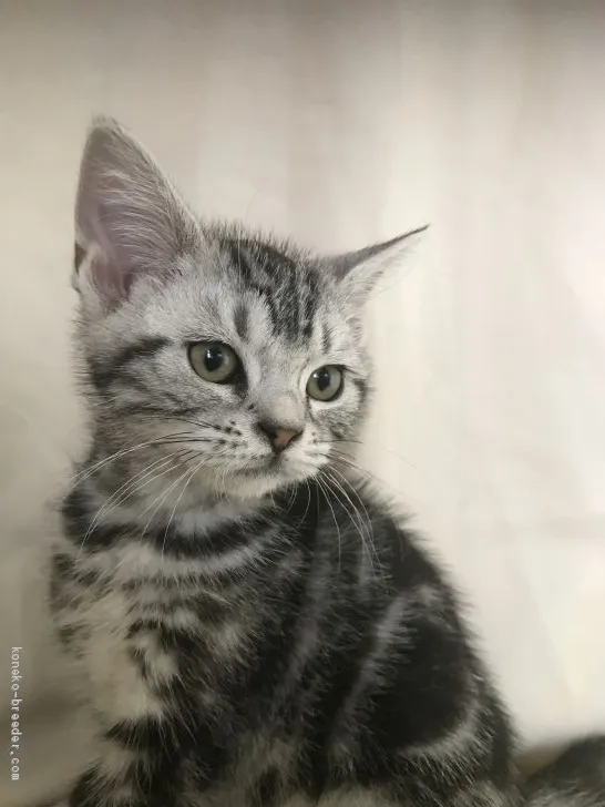 ID：1902-00691の子猫