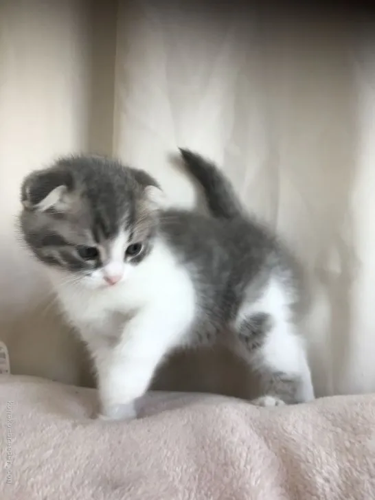 ID:2004-01964の子猫
