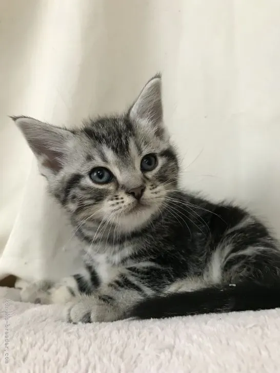 まさ 様のお迎えした子猫