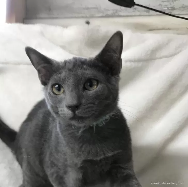 ID：2406-01052の子猫