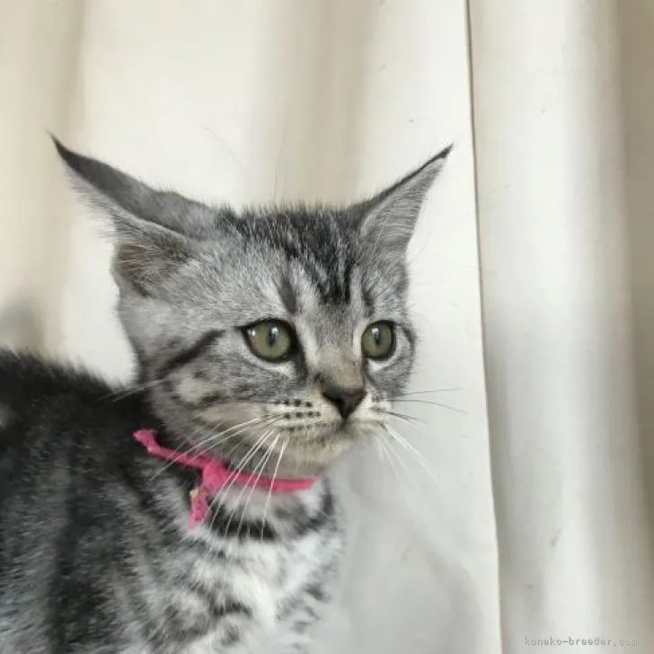 ID：2208-02843の子猫