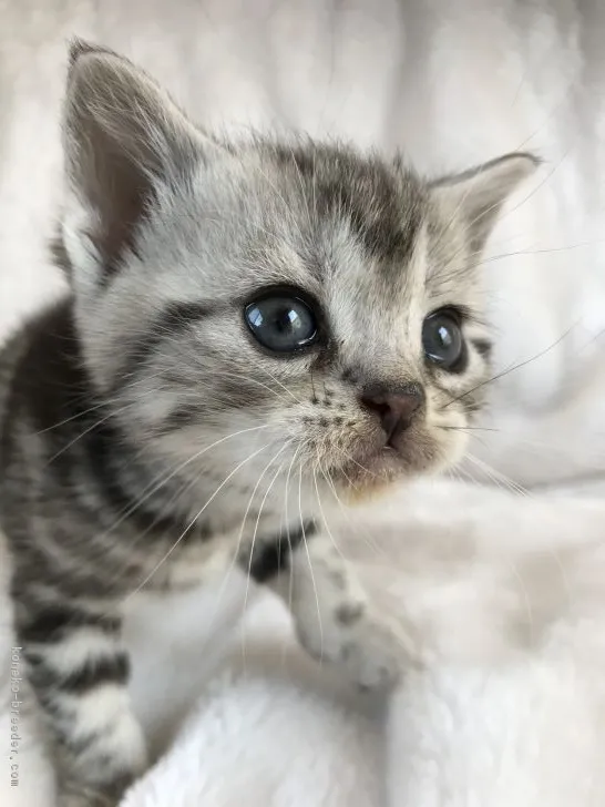 ID:1902-00694の子猫