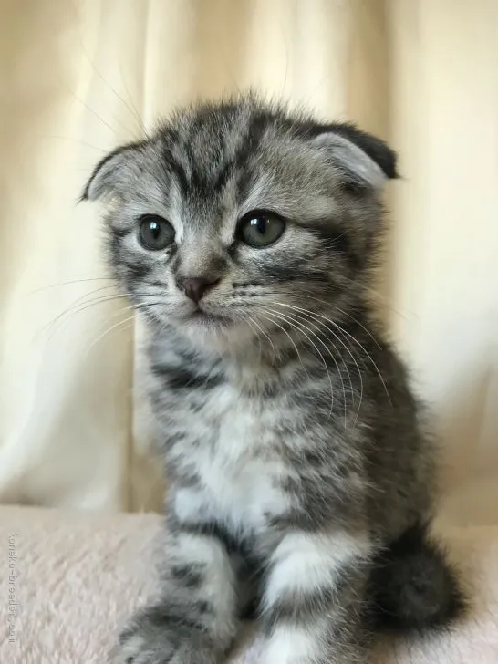 ID:2002-00018の子猫