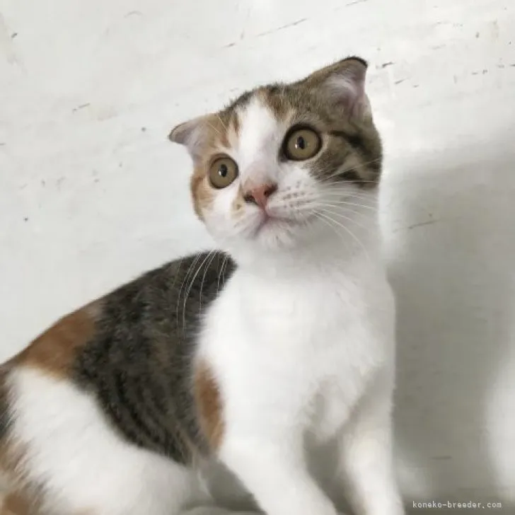 ID:2306-01719の子猫