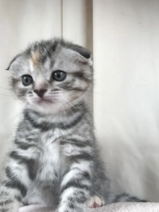 ID：2103-00788の子猫