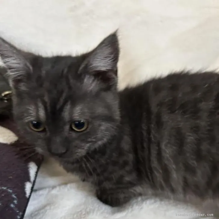 ID:2211-02296の子猫