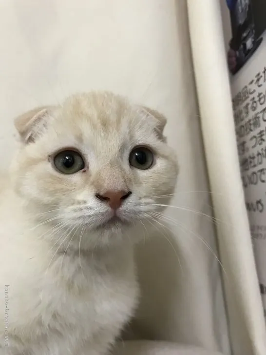 ID:2107-00192の子猫