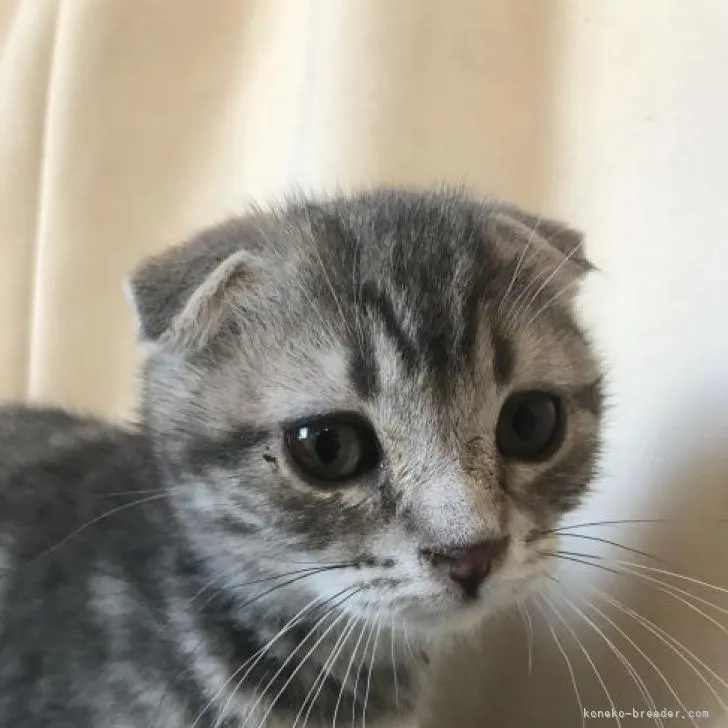 ID：2211-01704の子猫
