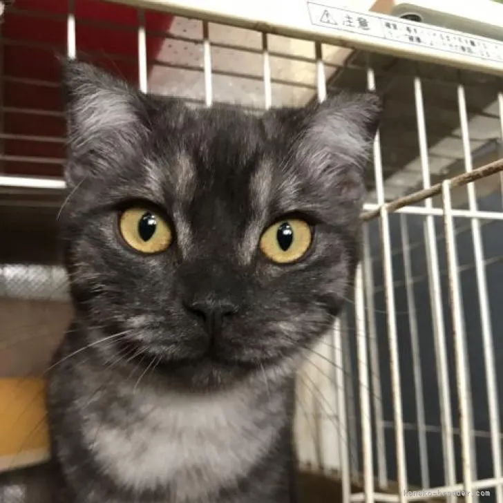 ID：2207-01744の子猫