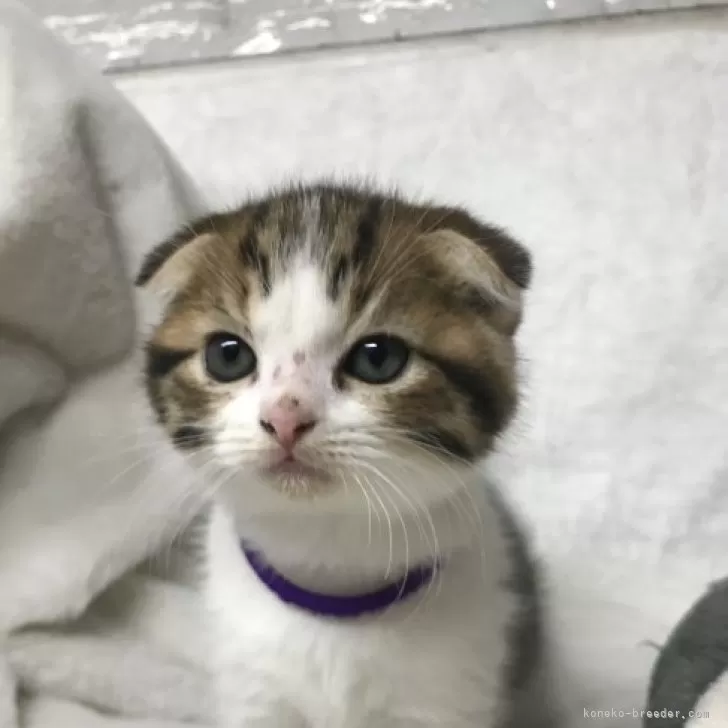 ID：2312-01040の子猫
