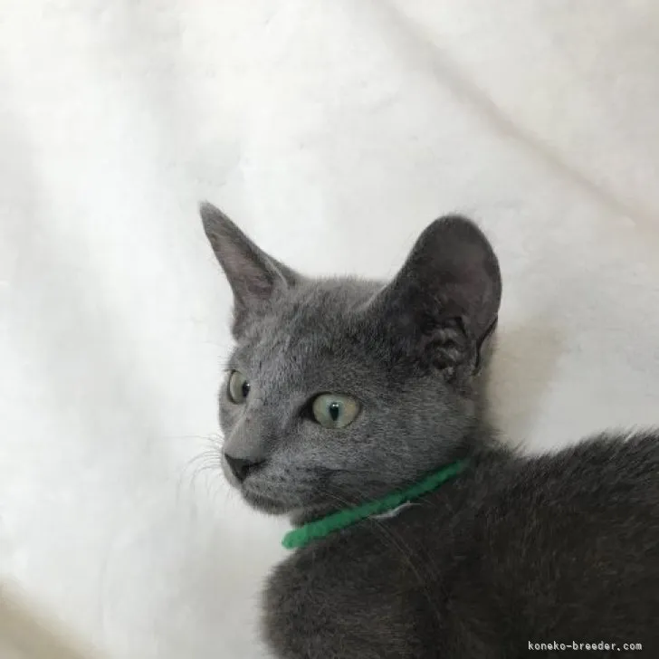 ID:2309-01383の子猫