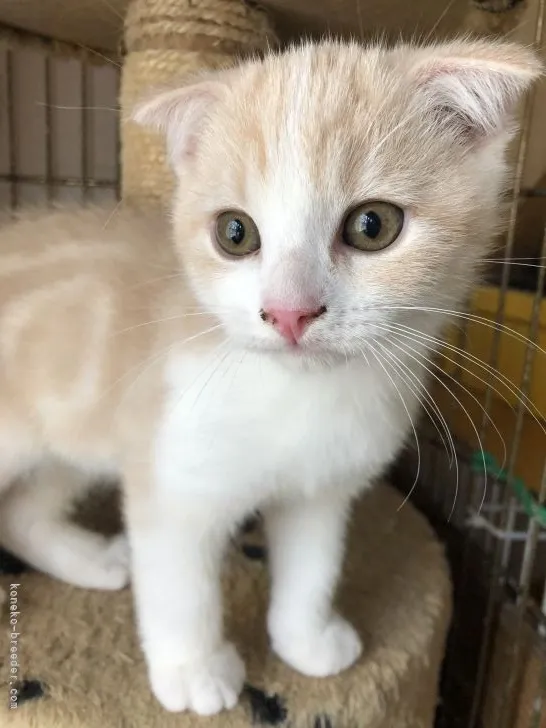 ID:2107-00194の子猫