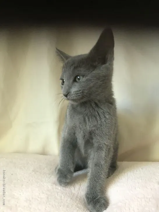 ID：2001-00138の子猫